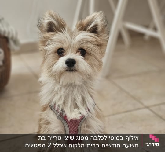 כלב קטן עם רתמה ורודה יושב על רצפה